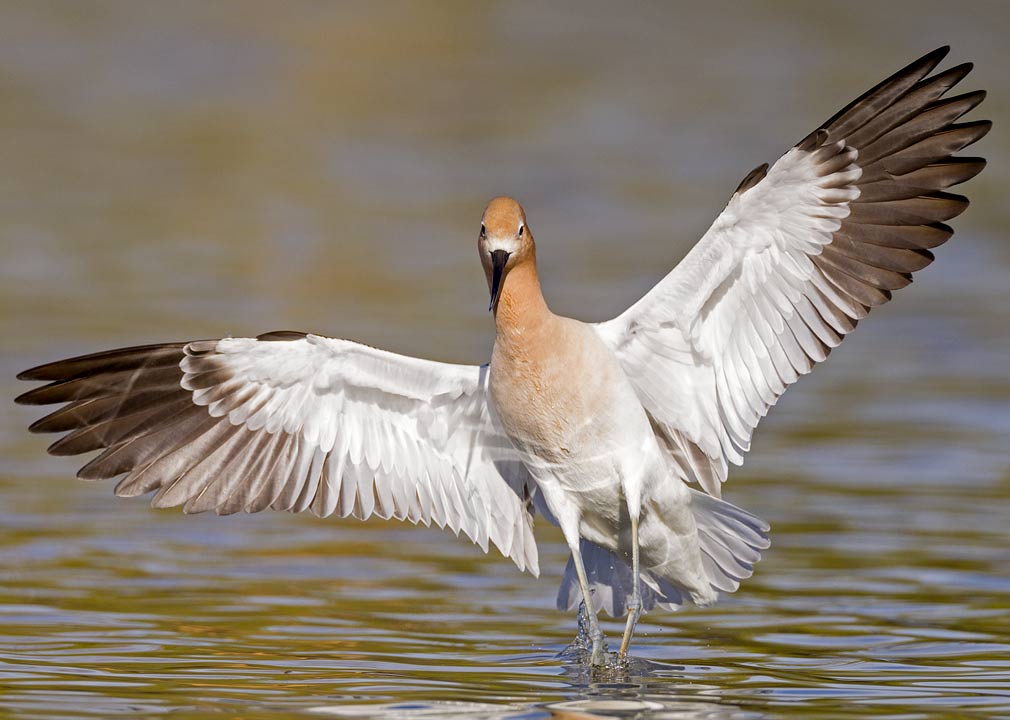 Avocet