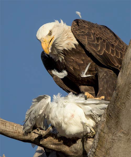 Bald Eagle