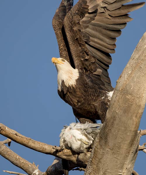 Bald Eagle