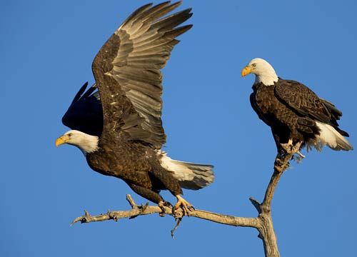 Bald Eagle