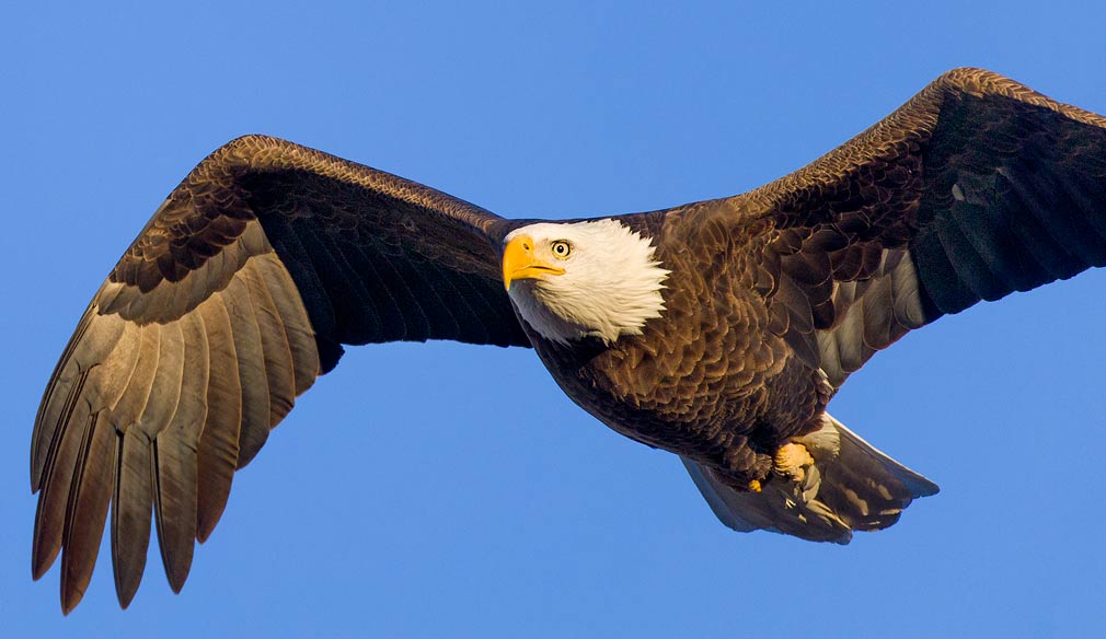 Bald Eagle