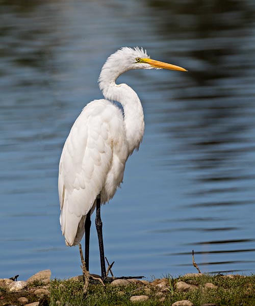 Great Egret