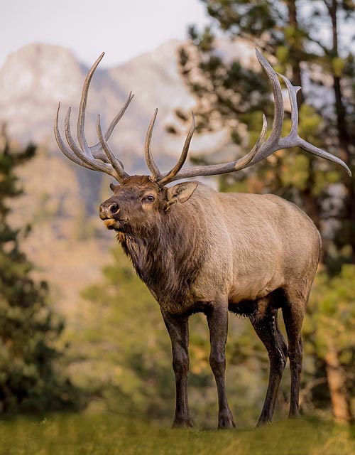 Elk