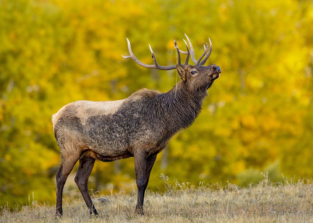 Elk