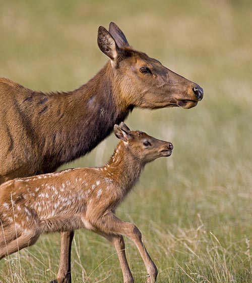 Elk