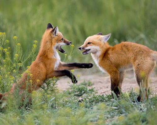 Red Fox