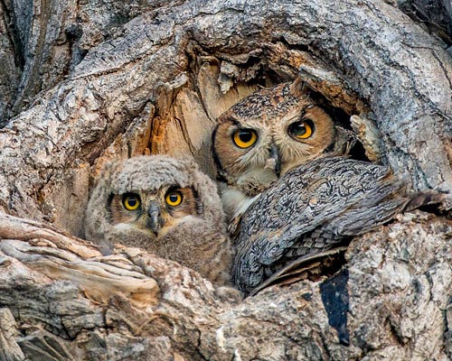 Great Horned Owl