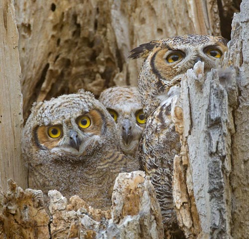 Great Horned Owl