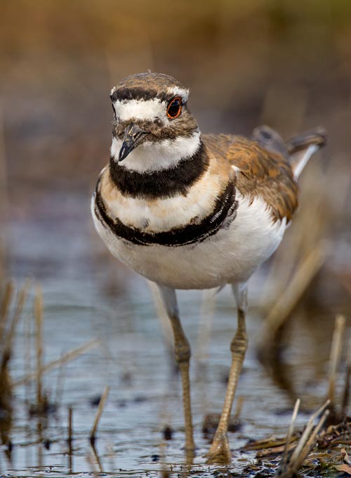 Killdeer