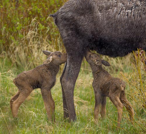 Moose
