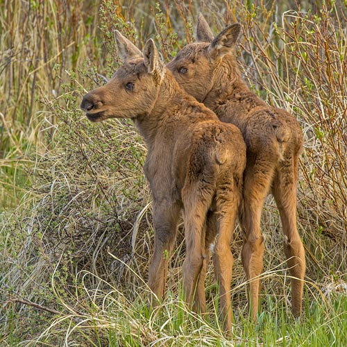 Moose