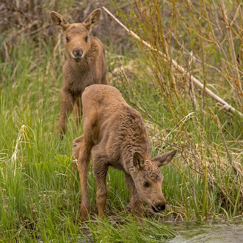 Moose
