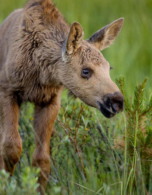 Moose