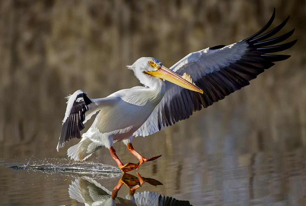 White Pelican