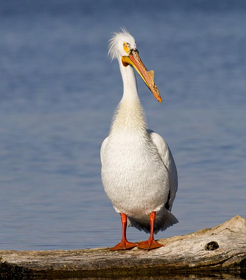 White Pelican