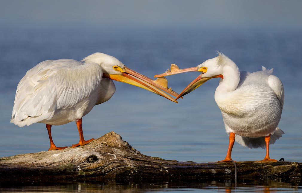 White Pelican
