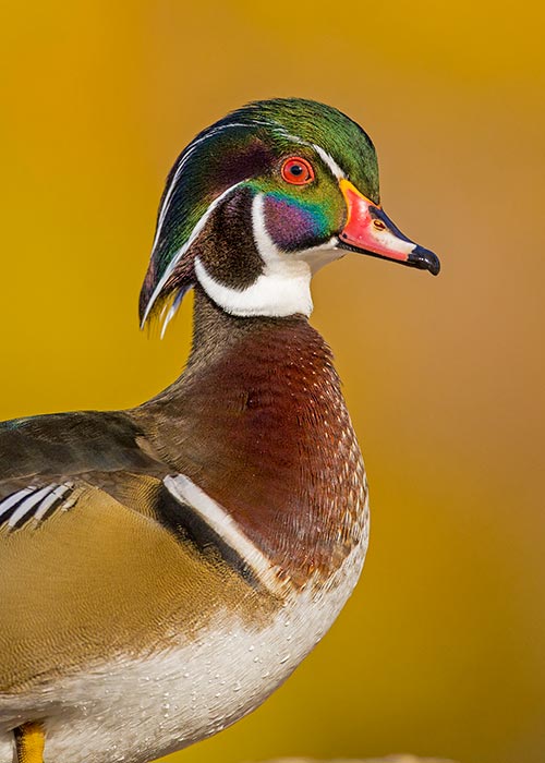 Wood Duck
