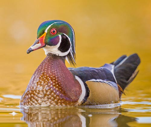 Wood Duck