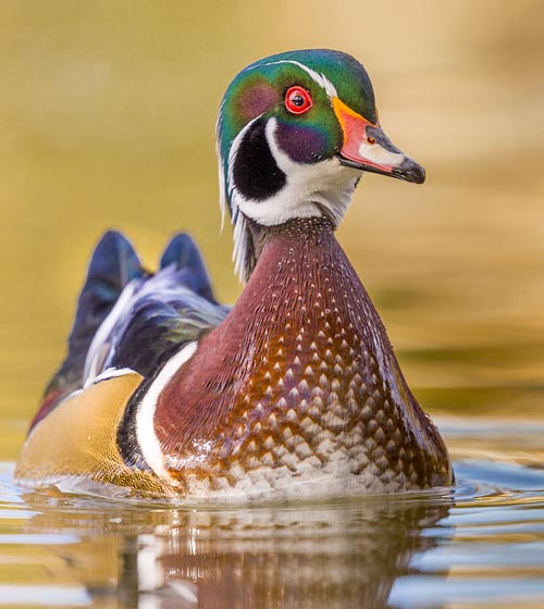 Wood Duck