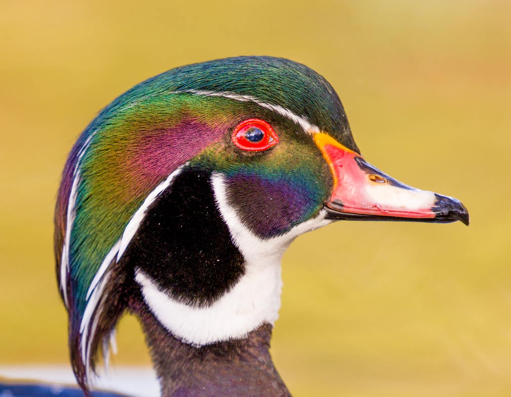 Wood Duck